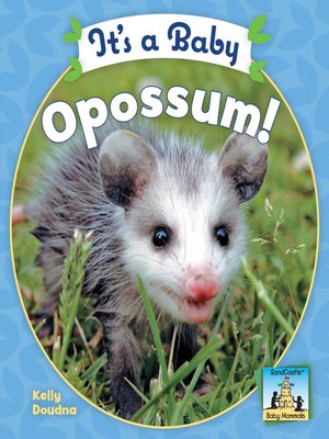 cover image of It's a Baby Opossum